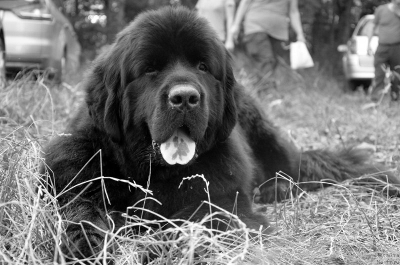 Фотография № 157991