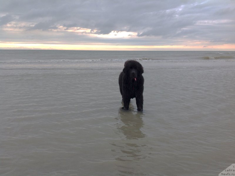 Фото: ньюфаундленд Смигар Тайм Лайн (Smigar Time Line)