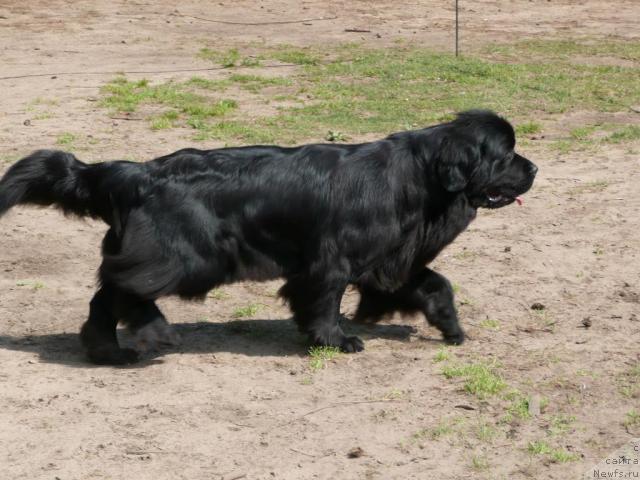 Фото: ньюфаундленд Венеция из Царства Медведей в Обуш Шед
