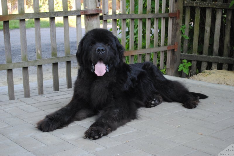 Фото: ньюфаундленд Ювентус из Антаграда