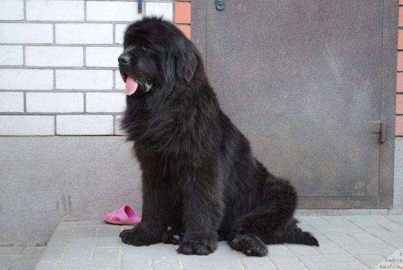 Фото: ньюфаундленд Славянка с Берега Дона (Slavjanka s Berega Dona)