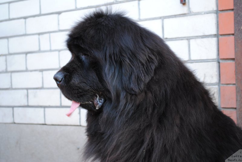 Фото: ньюфаундленд Славянка с Берега Дона (Slavjanka s Berega Dona)