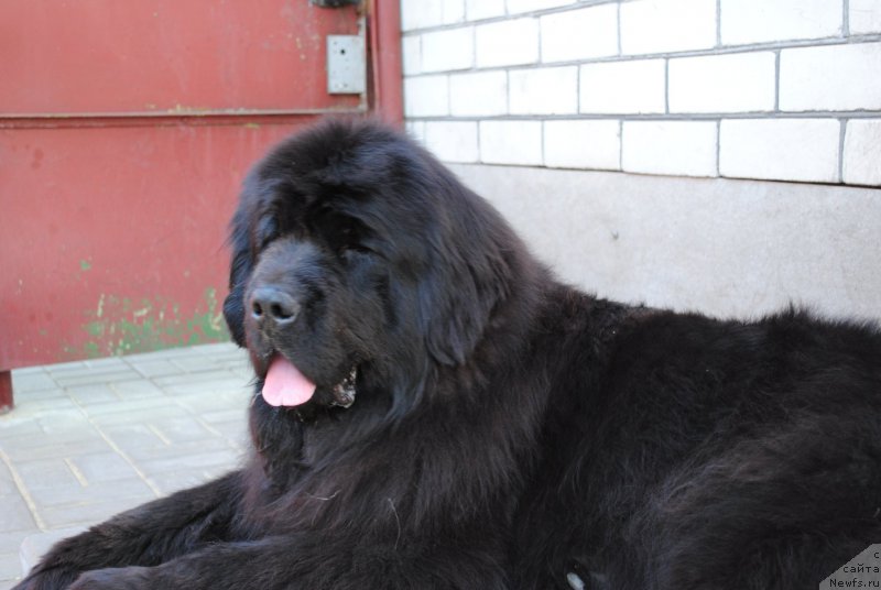 Фото: ньюфаундленд Славянка с Берега Дона (Slavjanka s Berega Dona)