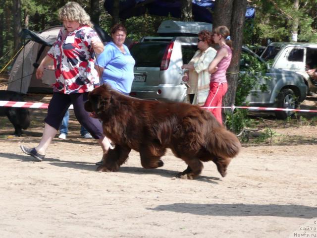 Фото: ньюфаундленд Супер Премиум Брабус, Ирина Панюшкина