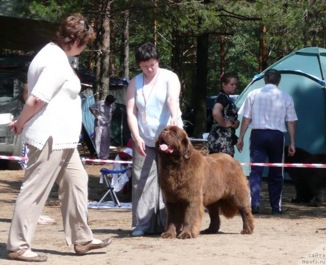 Фото: ньюфаундленд Amazing Grace vom Riesrand, Татьяна Абутова, Валерия Ракута