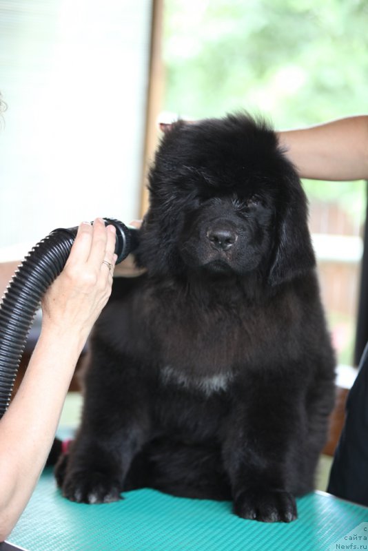 Фото: Ольга Малыхина, Альф Туманный Альбион