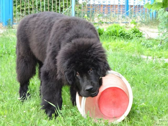 Фотография № 158030