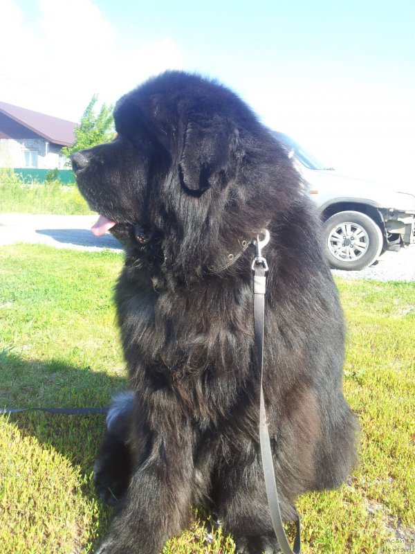 Фото: ньюфаундленд Супер Премиум Нью-Йорк