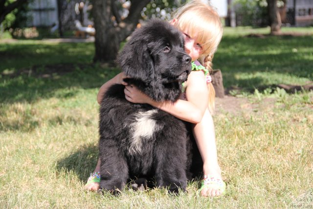 Фото: ньюфаундленд Злато Волмари Альтаир