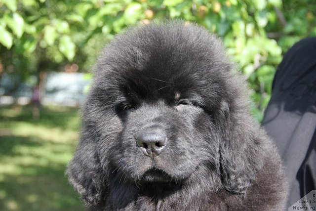 Фото: ньюфаундленд Злато Волмари Аквамарин