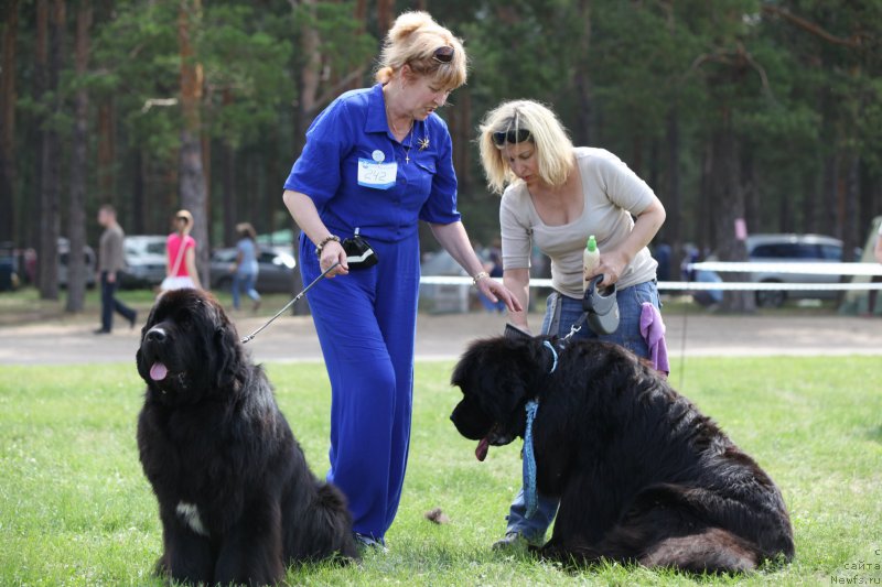 Фото: ньюфаундленд Cristalmar Cadeaux de Noel, Ирина Козловская, Ольга Малыхина, ньюфаундленд Very Fairweathers X'Got The Rhythm