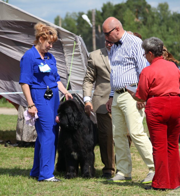 Фото: ньюфаундленд Cristalmar Cadeaux de Noel