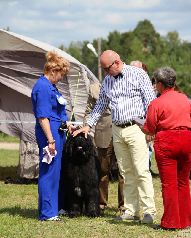 Фото: ньюфаундленд Cristalmar Cadeaux de Noel