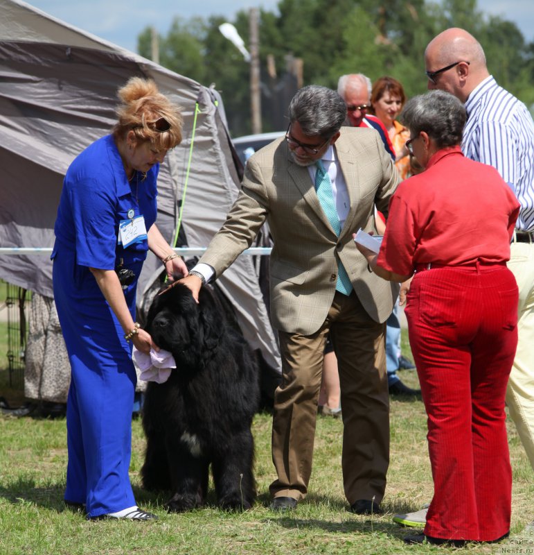 Фото: ньюфаундленд Cristalmar Cadeaux de Noel