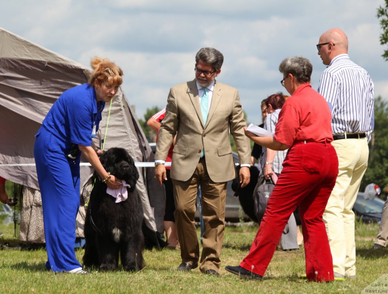 Фото: ньюфаундленд Cristalmar Cadeaux de Noel