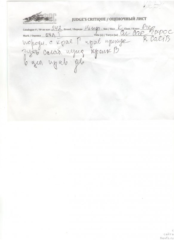 Фото: ньюфаундленд Cristalmar Cadeaux de Noel