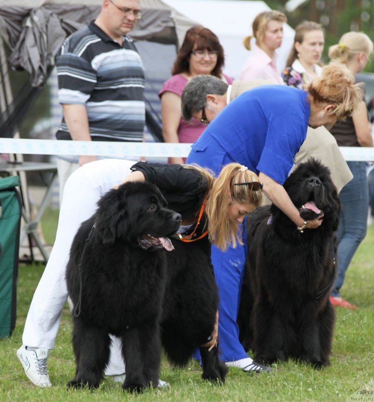 Фото: ньюфаундленд Zhdanny Syn Vialiki Miadzvedz, ньюфаундленд Very Fairweathers X'Got The Rhythm