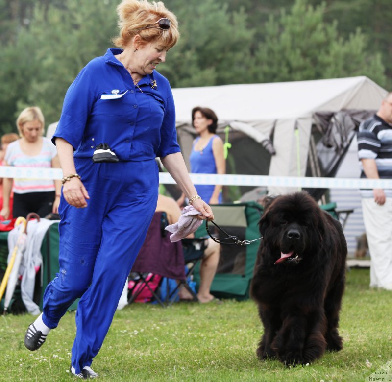 Фото: ньюфаундленд Very Fairweathers X'Got The Rhythm