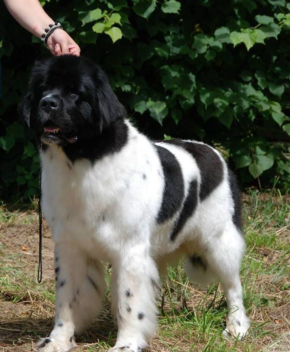 Фото: ньюфаундленд Черная Мафия Зебра Тиме (Chernaya Mafia Zebra Time)