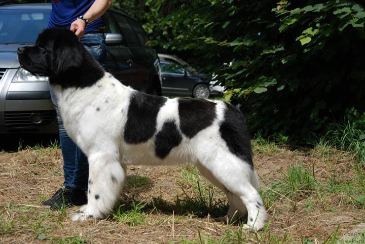 Фото: ньюфаундленд Черная Мафия Зебра Тиме (Chernaya Mafia Zebra Time)