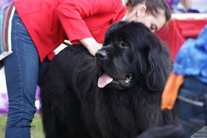 Фото: ньюфаундленд Черная Мафия Муч Соугхт (Chernaya Mafia Much Sought)