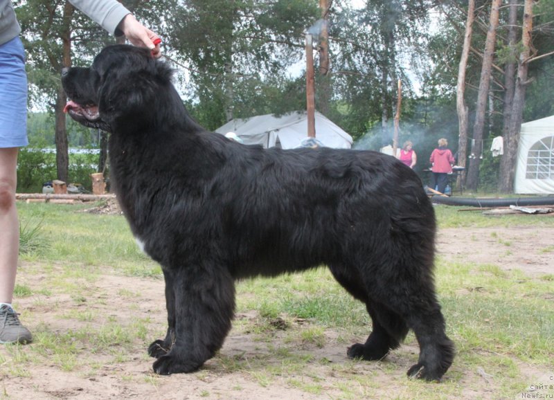 Фото: ньюфаундленд Аквиан Сонг Лаватера (Akvian Song Lavatera)