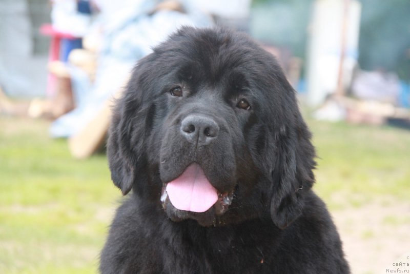 Фото: ньюфаундленд Аквиан Сонг Лаватера (Akvian Song Lavatera)