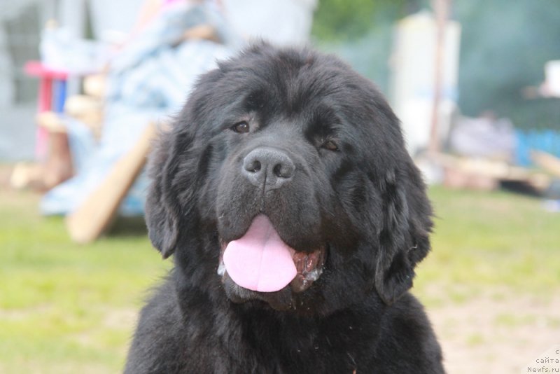 Фото: ньюфаундленд Аквиан Сонг Лаватера (Akvian Song Lavatera)