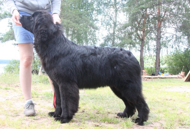 Фото: ньюфаундленд Аквиан Сонг Нормандия