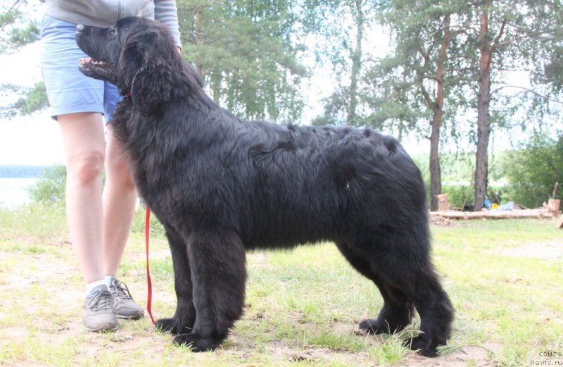 Фото: ньюфаундленд Аквиан Сонг Нормандия