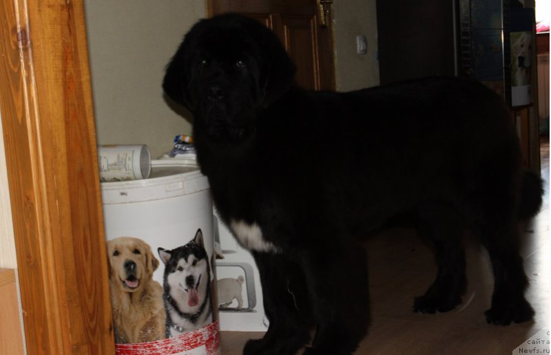 Фотография № 158101