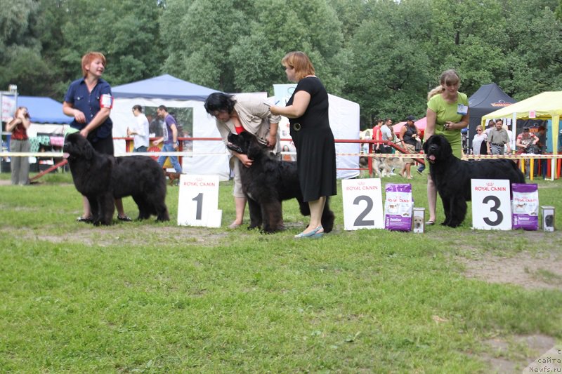 Фото: ньюфаундленд Лунная Соната Для Елены Гранд Бэби, ньюфаундленд Mukwa Seabrook Nightflight For Sent Djons, ньюфаундленд Vivienne Westwood Dinastiya Soverchenstva