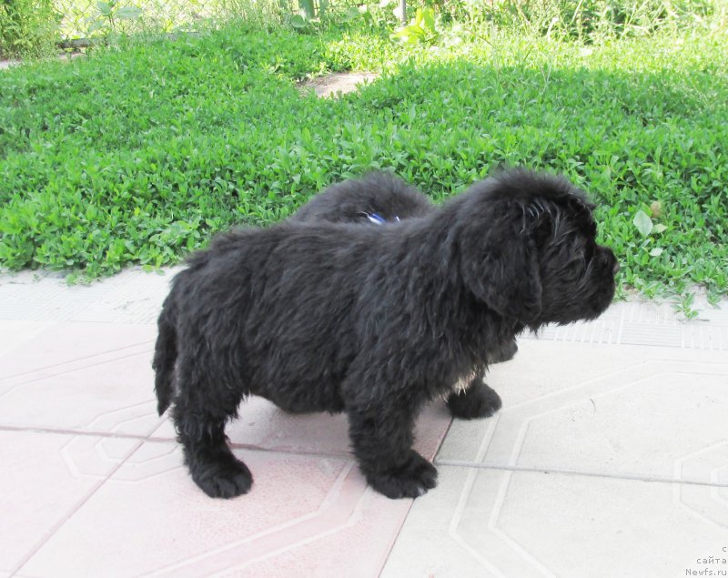 Фото: ньюфаундленд Акватория Келвин Ют Гай