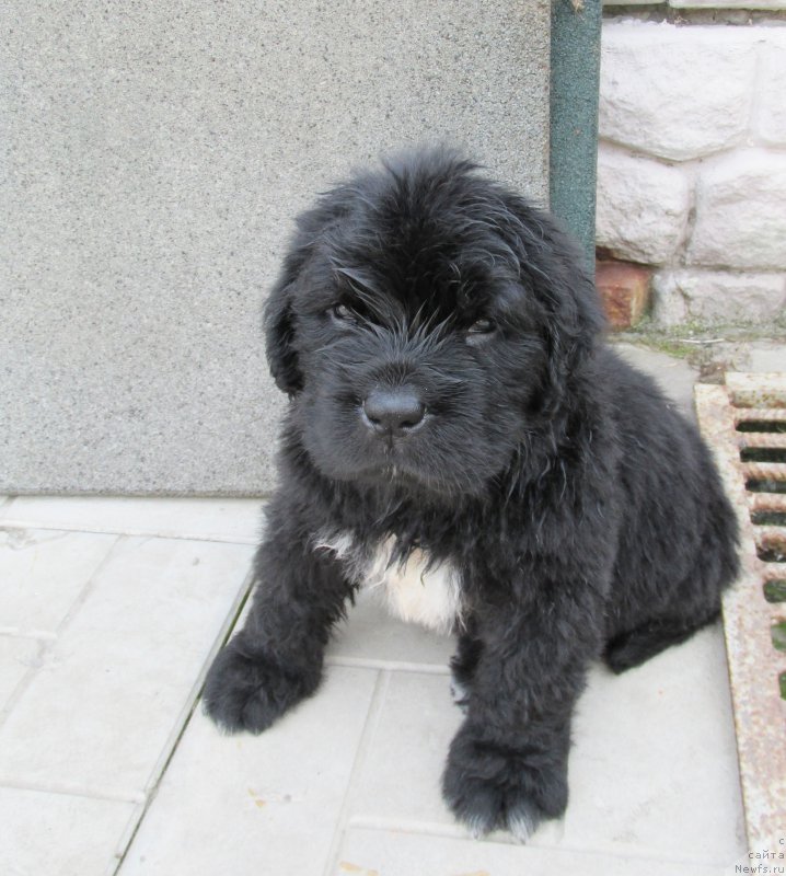 Фото: ньюфаундленд Акватория Келвин Ют Гай