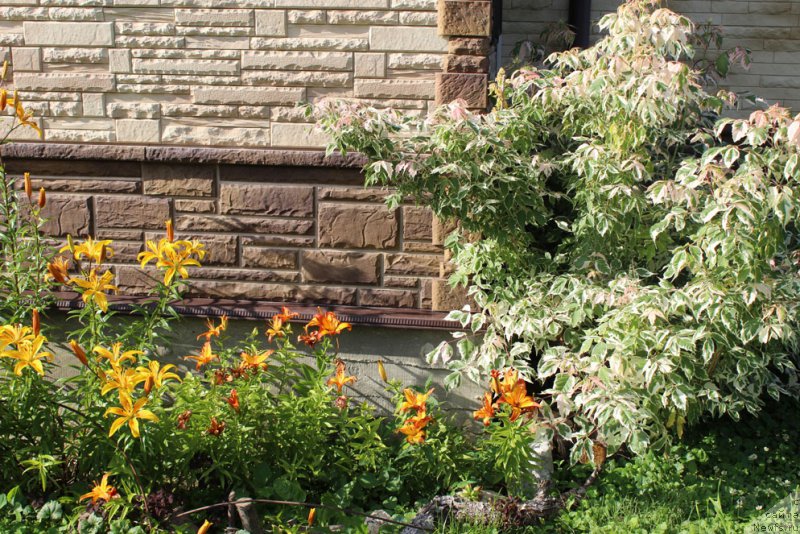 Фотография № 158181