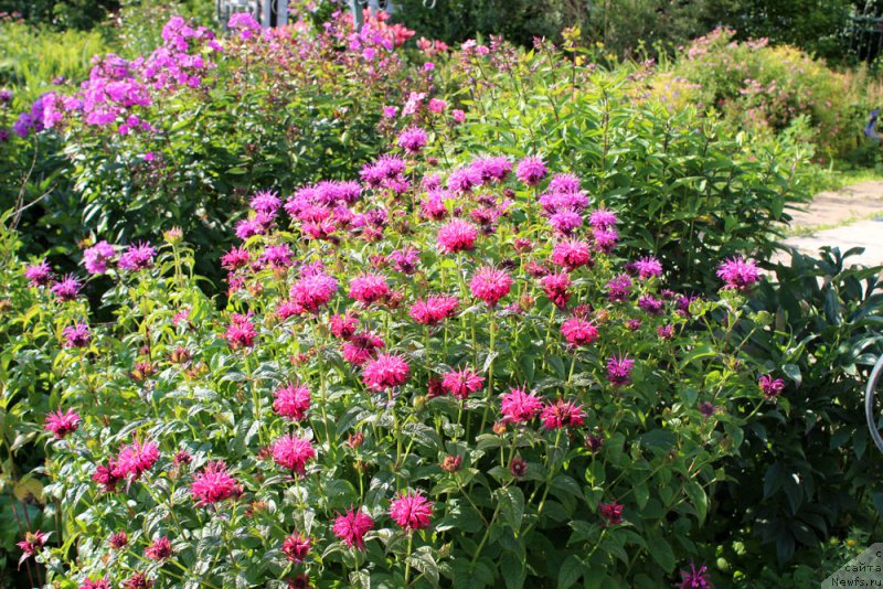 Фотография № 158183