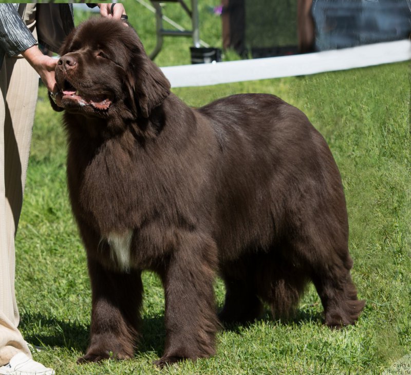Фото: ньюфаундленд Акватория Келвин Хизер Хани (Aquatoriya Kelvin Heather Honey)