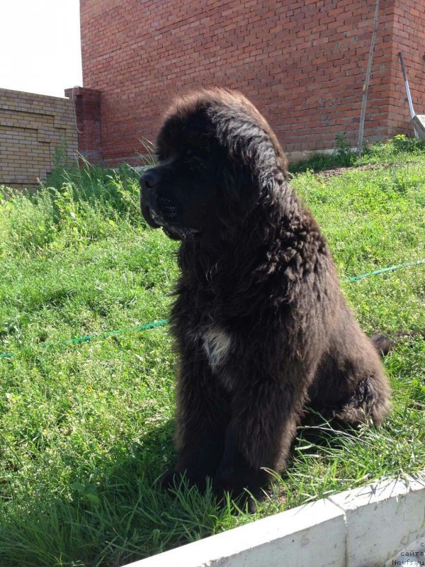 Фото: ньюфаундленд Блэк Диамонд Агидель от Потапа Чеззарио (Black Diamond Agidel ot Potapa Chezzario)