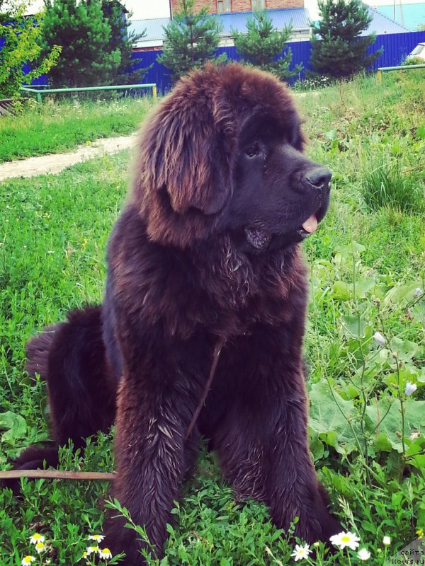 Фото: ньюфаундленд Смигар Умница Разумница