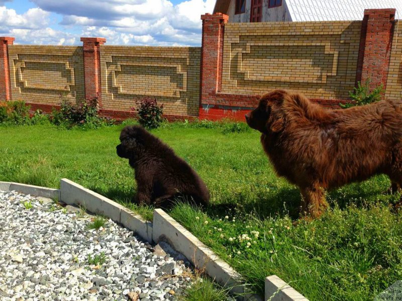Фото: ньюфаундленд Блэк Диамонд Агидель от Потапа Чеззарио (Black Diamond Agidel ot Potapa Chezzario), Гектор Троянский