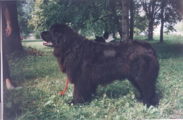 Фото: ньюфаундленд Церителла