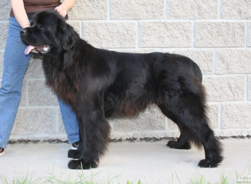 Фото: ньюфаундленд Фанньюф Гермиона Грейсфул
