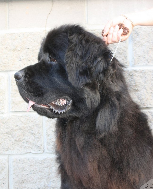 Фотография № 158204