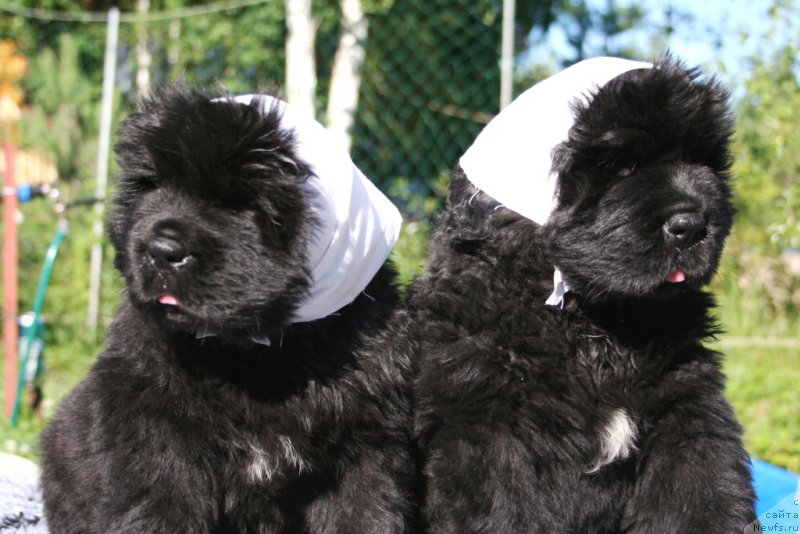 Фото: ньюфаундленд Черная Мафия Ше ис а Ладу (Chernaya Mafia She is a Lady), ньюфаундленд Черная Мафия Шенген Виза (Chernaya Mafia Shengen Visa)