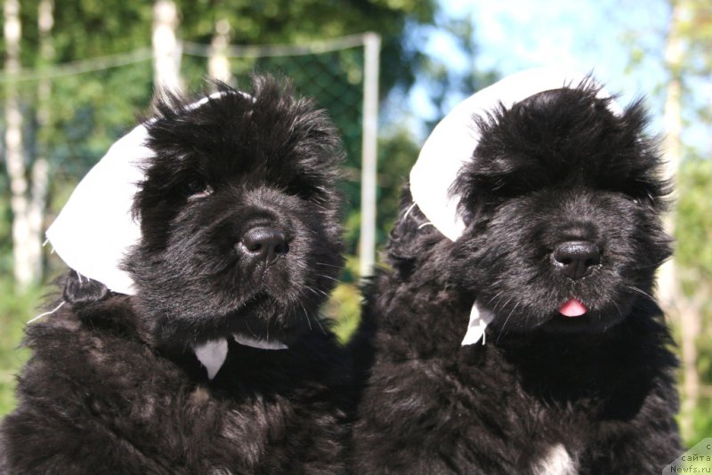 Фото: ньюфаундленд Черная Мафия Ше ис а Ладу (Chernaya Mafia She is a Lady), ньюфаундленд Черная Мафия Шенген Виза (Chernaya Mafia Shengen Visa)