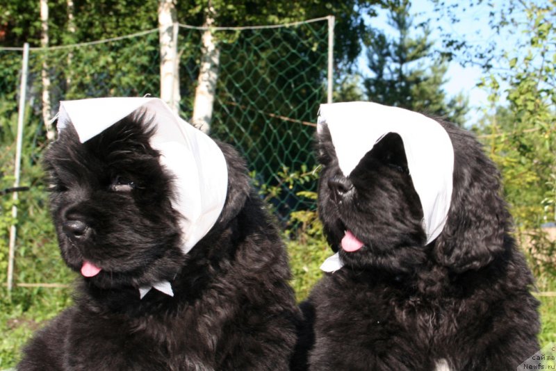 Фото: ньюфаундленд Черная Мафия Ше ис а Ладу (Chernaya Mafia She is a Lady), ньюфаундленд Черная Мафия Шенген Виза (Chernaya Mafia Shengen Visa)