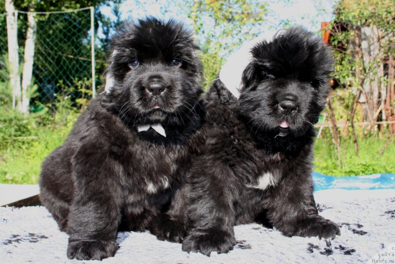 Фотография № 158214