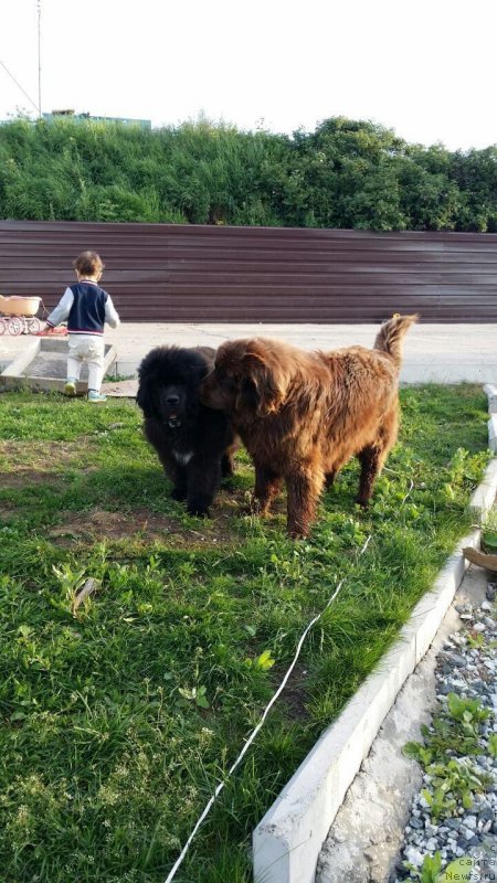 Фото: ньюфаундленд Блэк Диамонд Агидель от Потапа Чеззарио (Black Diamond Agidel ot Potapa Chezzario), Гектор Троянский