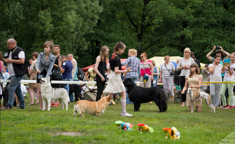 Фото: ньюфаундленд Лепесток Лилии