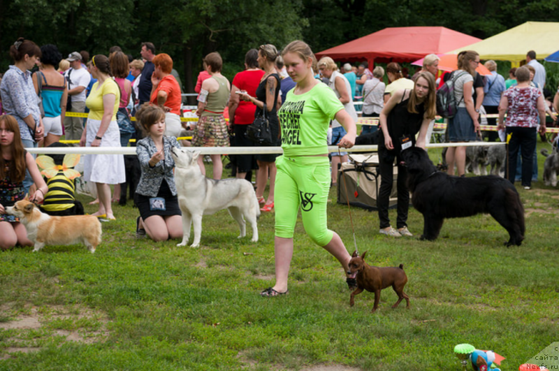 Фото: ньюфаундленд Лепесток Лилии